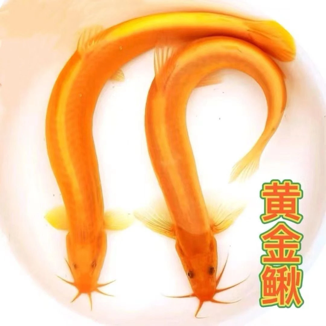 正宗招财黄金观赏泥鳅耐活新手好养鱼缸清道夫