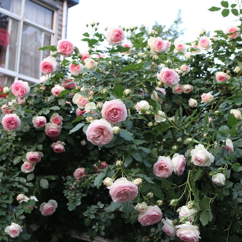 爬藤花卉苗四季开花月季蔷薇玫瑰欧月大苗带花苞庭院盆栽