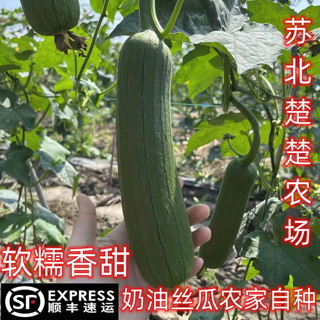 【顺丰包邮】农家自种奶油丝瓜久煮不黑香嫩现摘现发新鲜油丝瓜