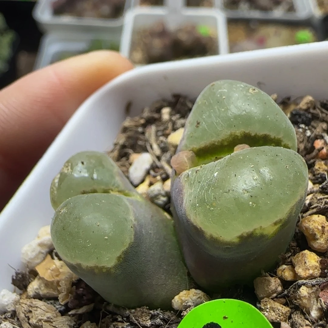 紫体墨绿色窗瑕疵928