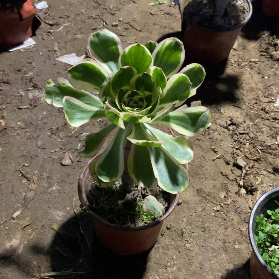 无花朵13号链接燕子景法师