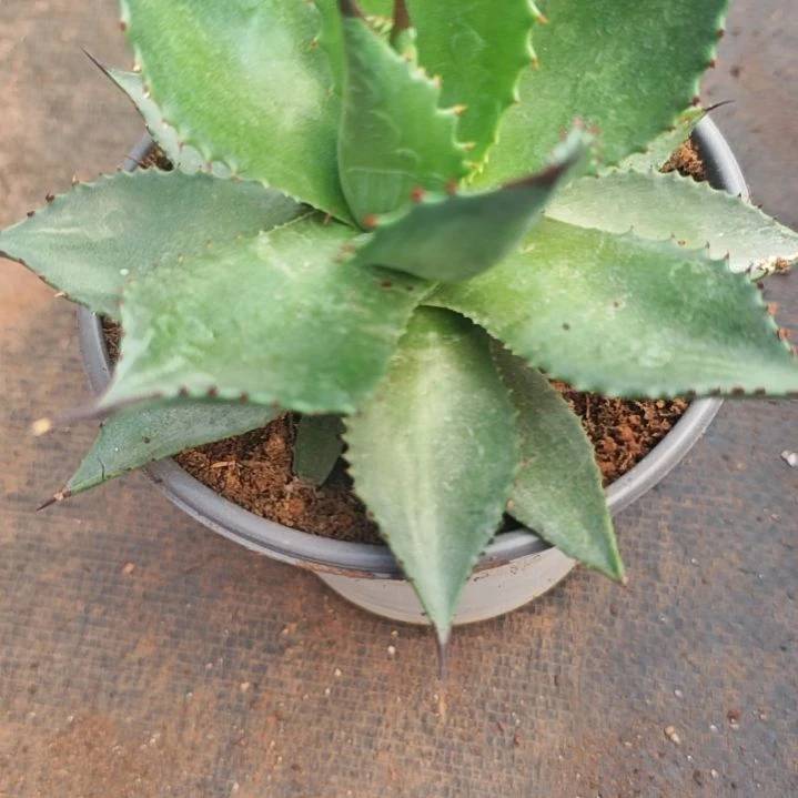 萨洛蒙精品龙舌兰