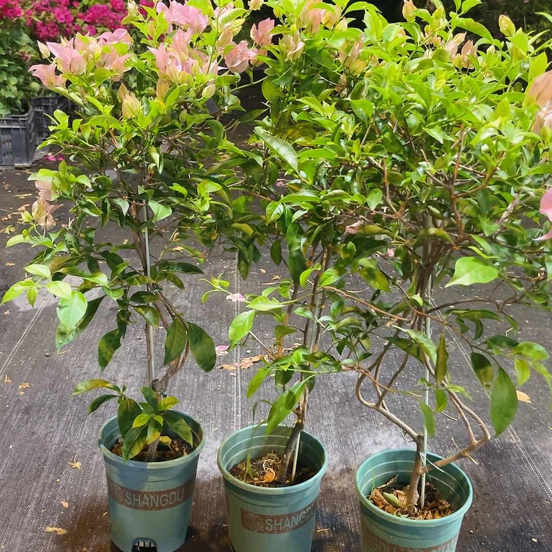 当前无花栽培后可以开花塞佛理带竹一颗