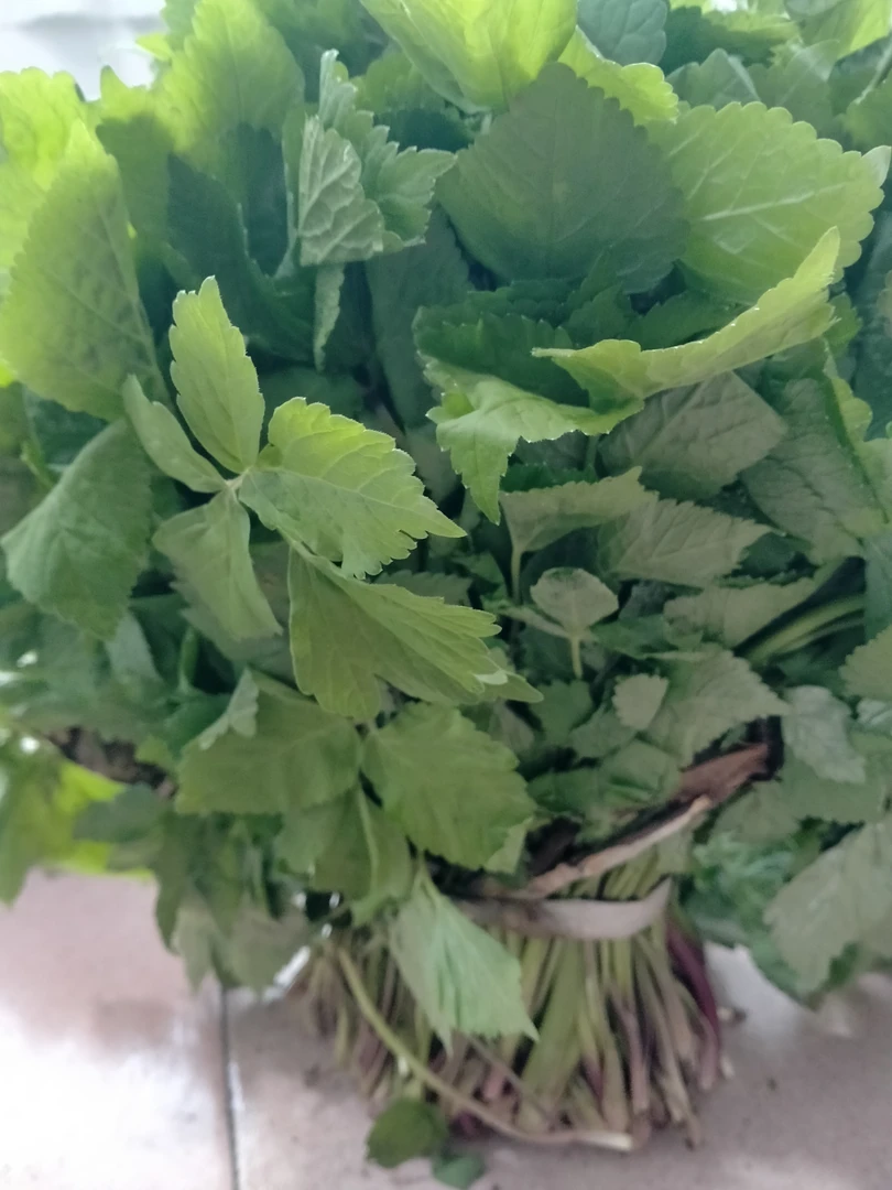 东北新鲜山菜大叶芹山芹菜可包饺子凉拌