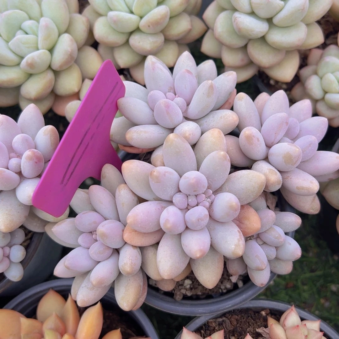 香玉的故事是一个人的故事