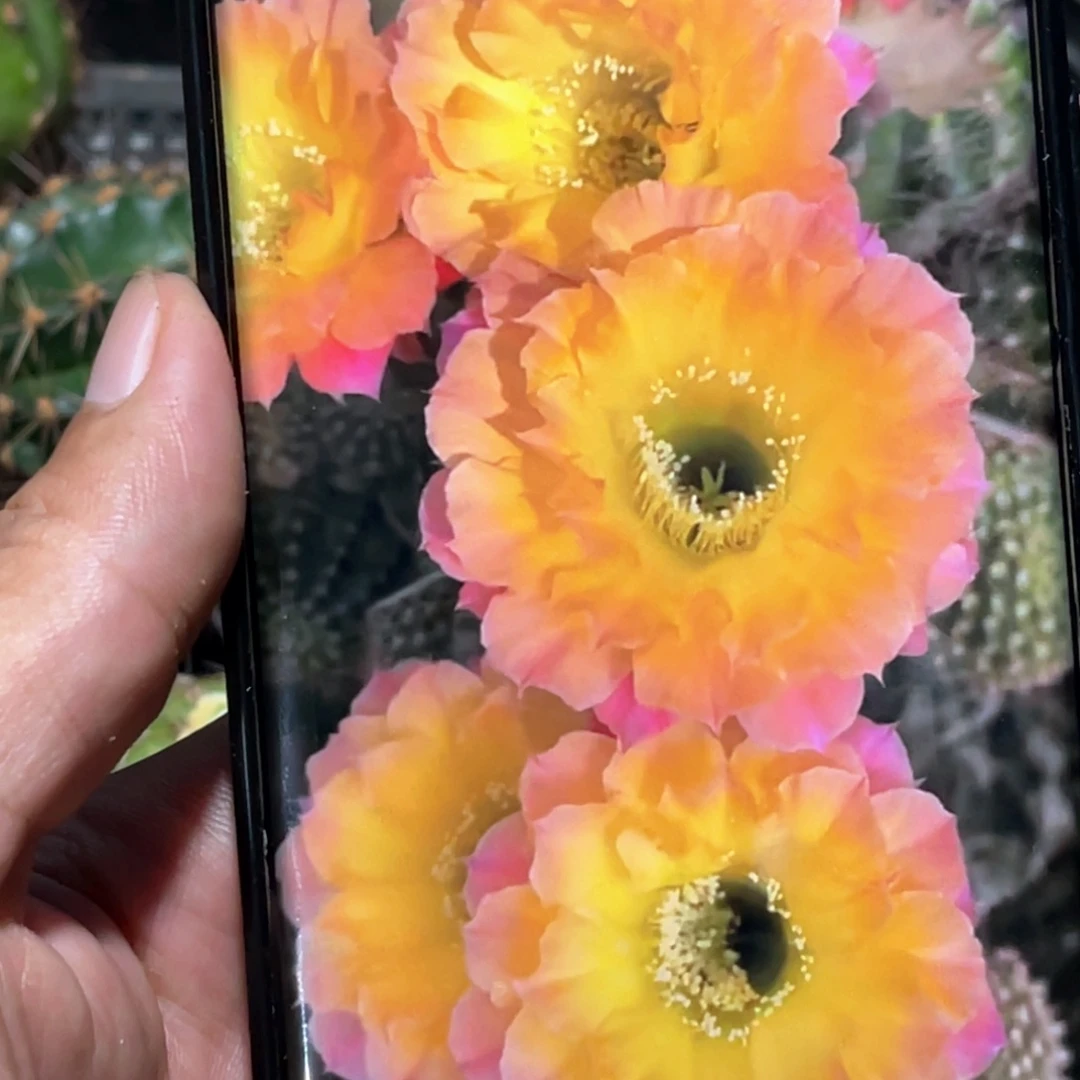 彩 US47侧芽 歪 满20包邮5公分