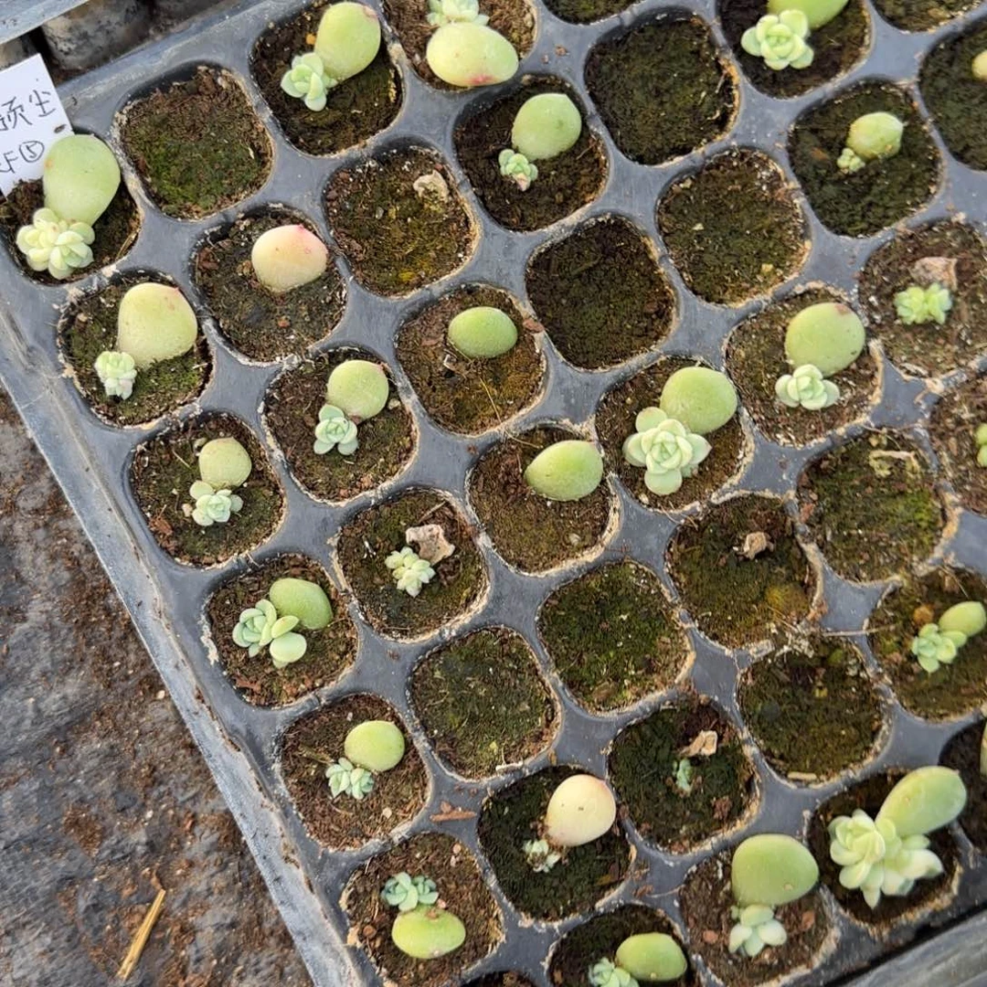 预尘财富5 穴一个满25包邮