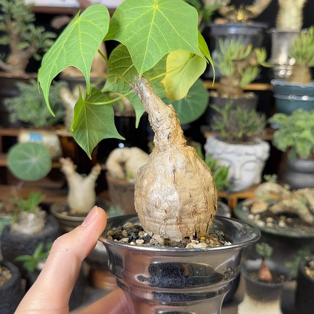 一物一拍泰国火桐320