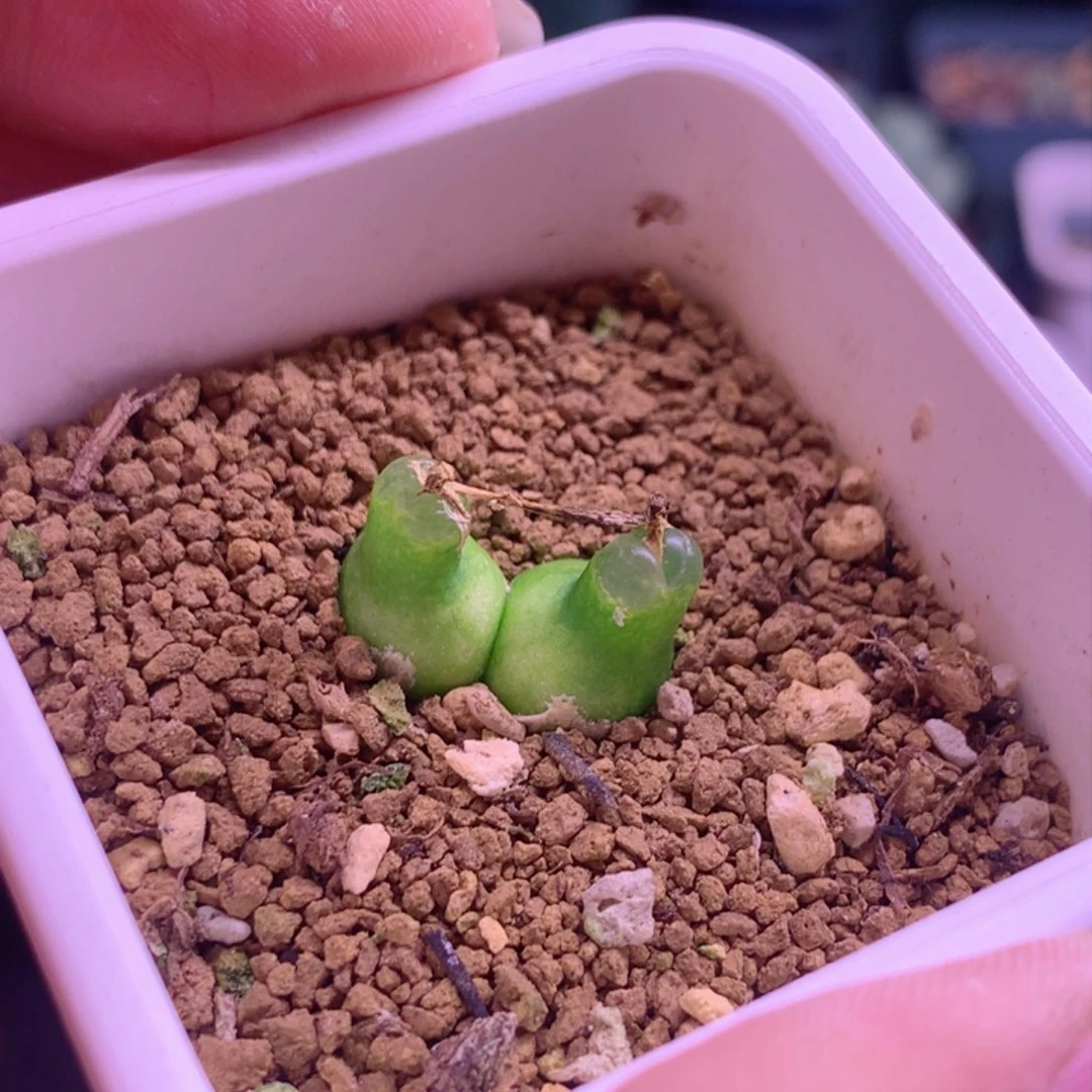 双头小葫芦植物一物一拍