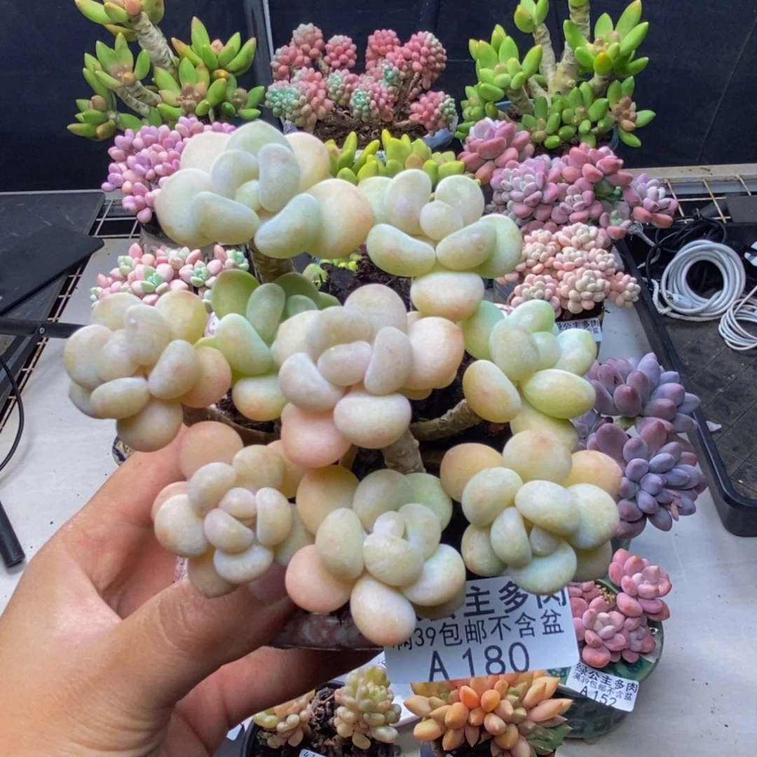 180白奶糖多肉8c m