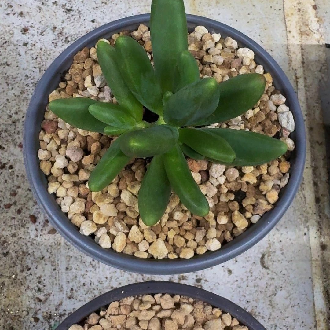 绿体 烟花 3头 一物一拍
