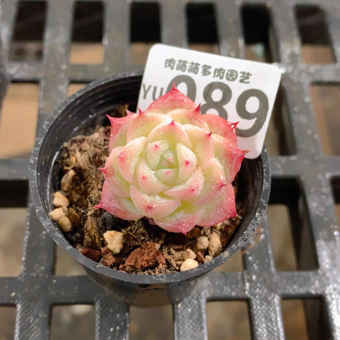 肉萌萌拇指盆精控多肉YU089