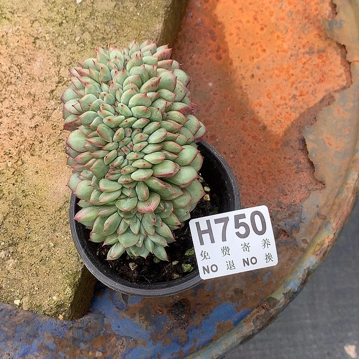 杂交缀化 非偏远38包邮，节后发