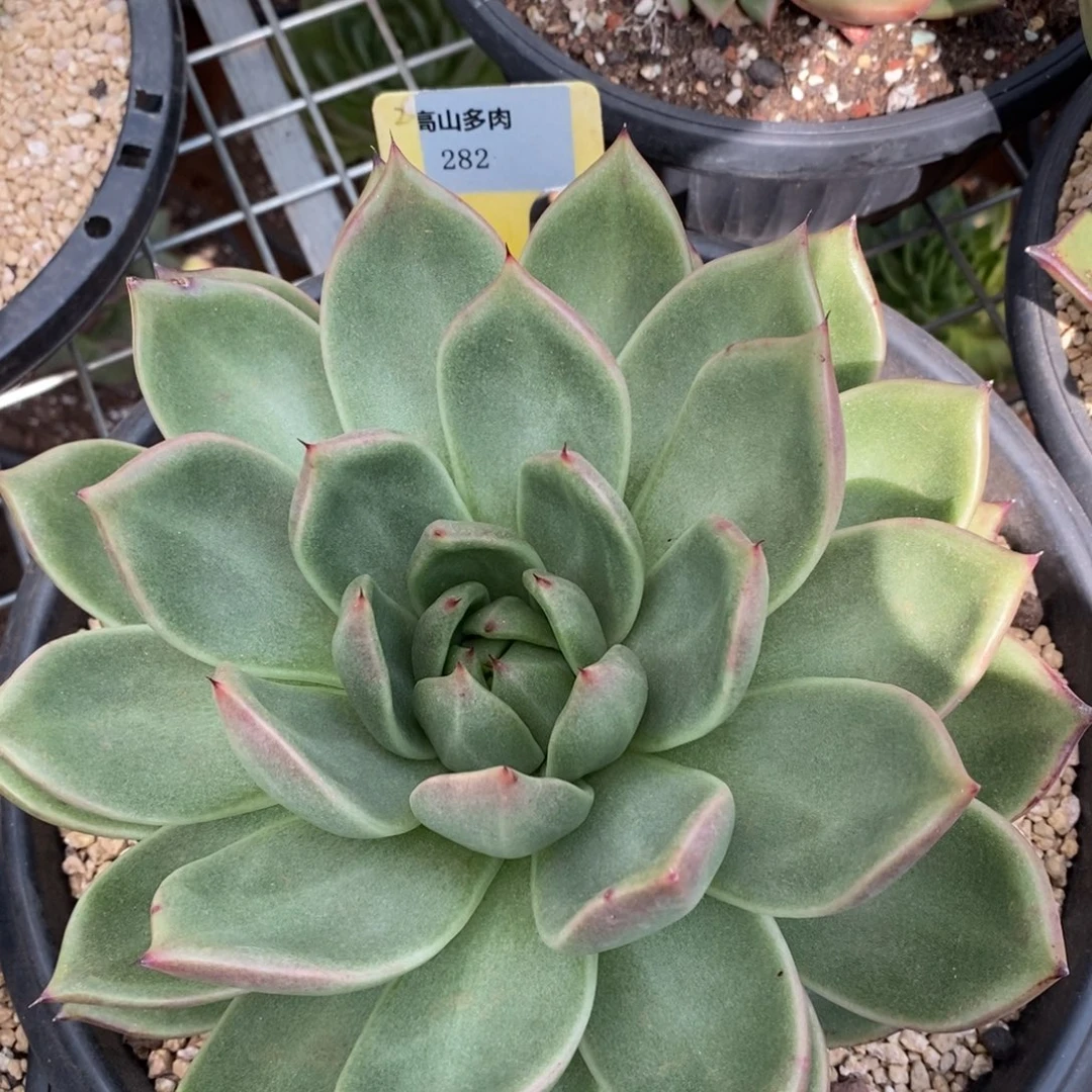 x282-直播福利 桃子