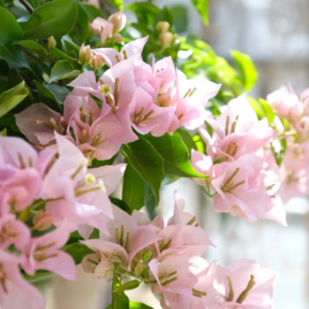 （粉天使）漳州三角梅基地直发运输掉花掉叶介意慎拍