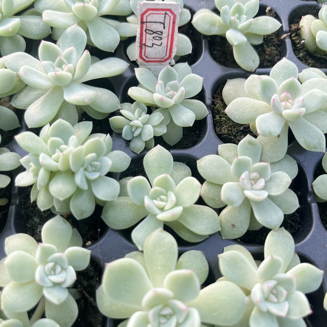 T803 唐唐款 量拍混发 满9.9包邮