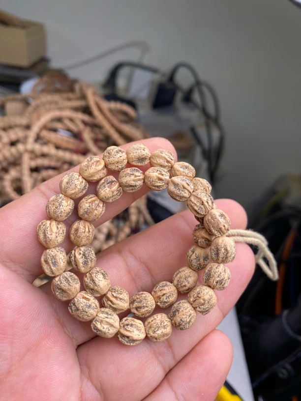 热振柏香籽 麻皮原桩