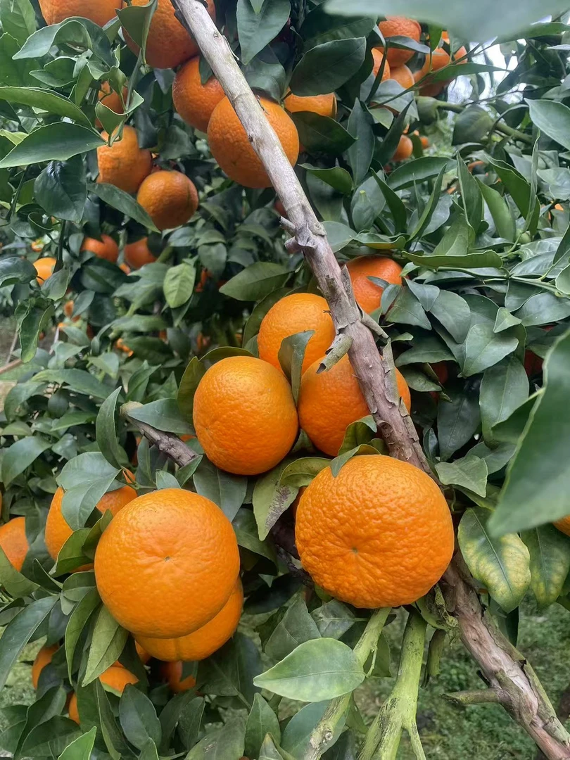 云南高山沃柑农村自种