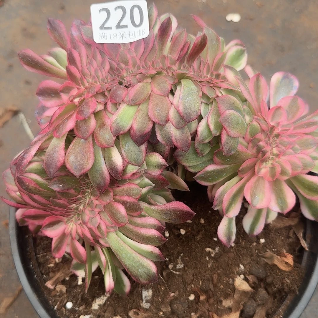 220倾城缀福利发货