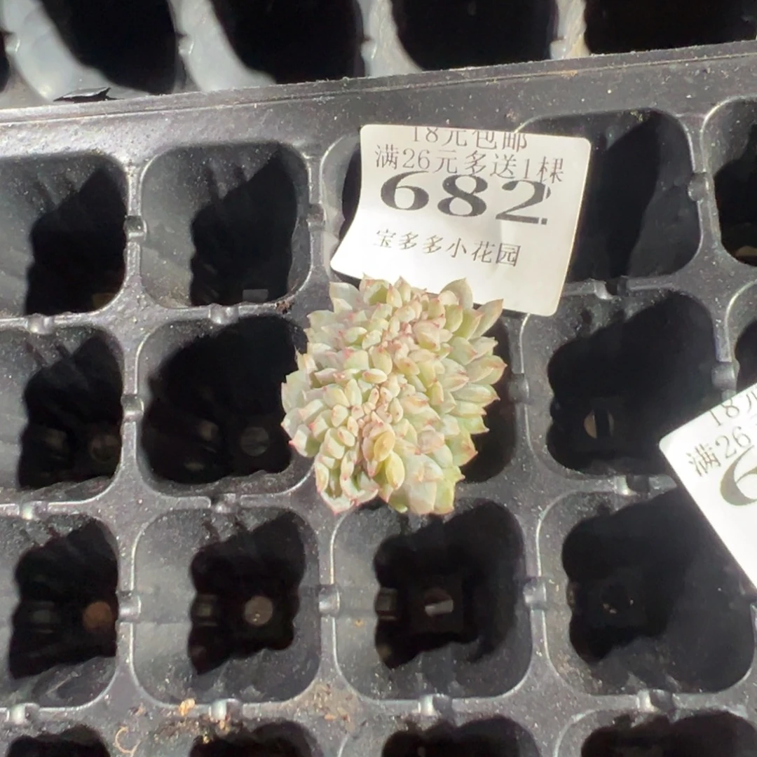 醉***682号草莓冰沙糖心缀一物一拍