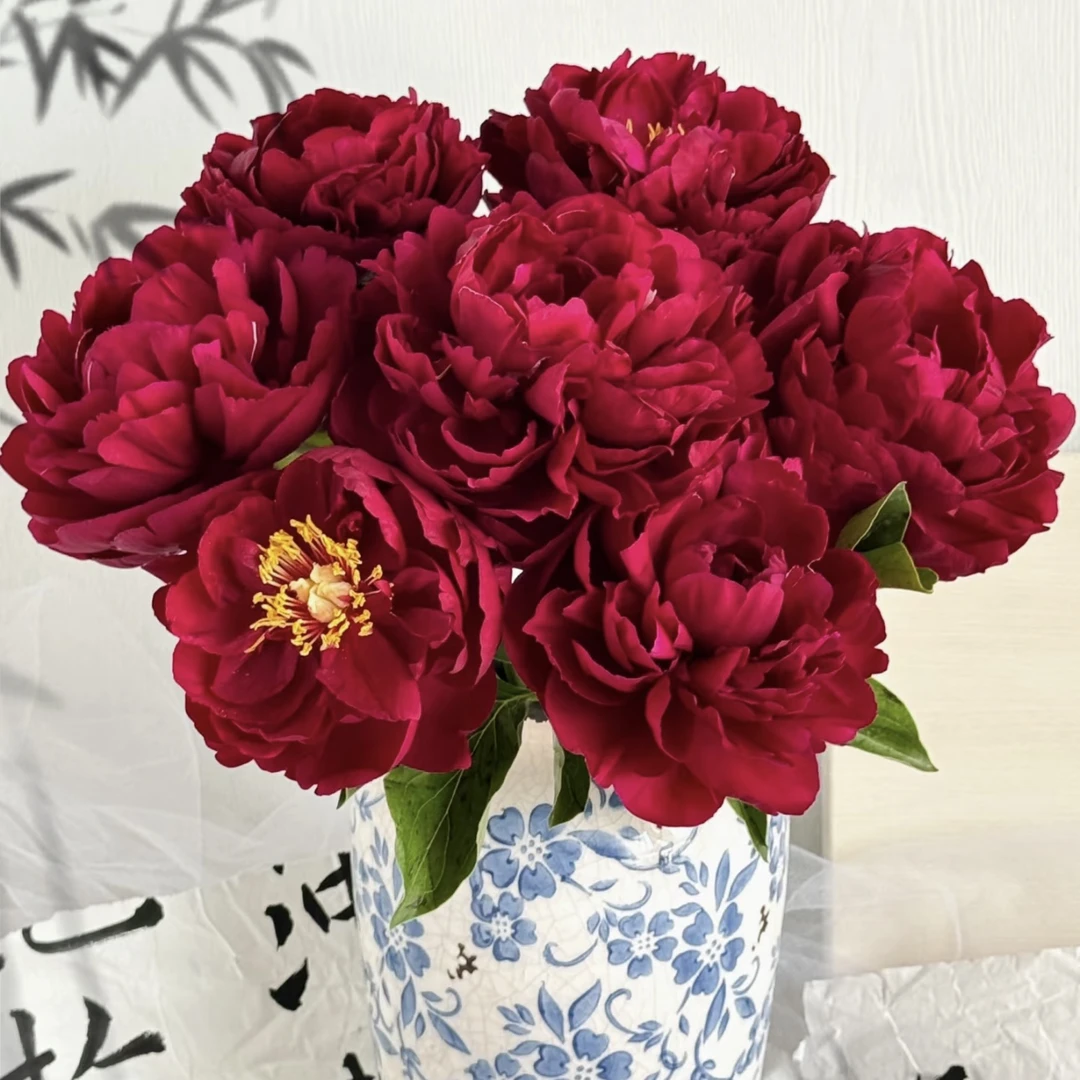 【杨鹏鲜花】红色魅力 芍药（生花苞发货养护找客服）