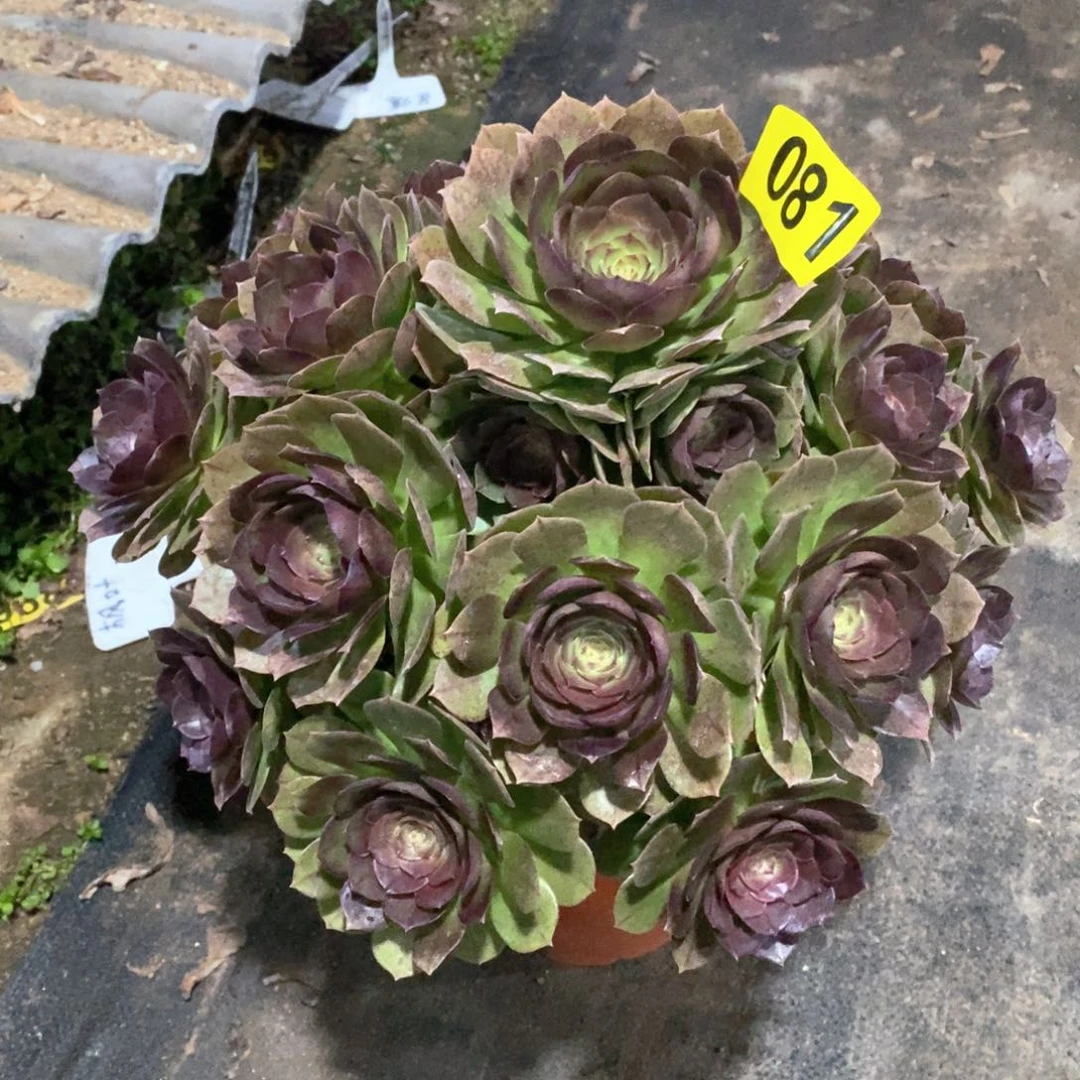 万圣节多肉法师081