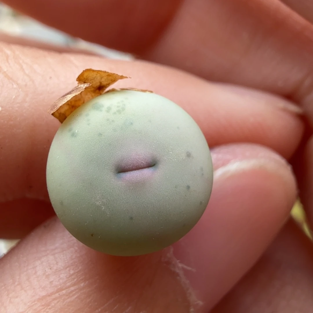 5.11.30/1545v嘴2.5年