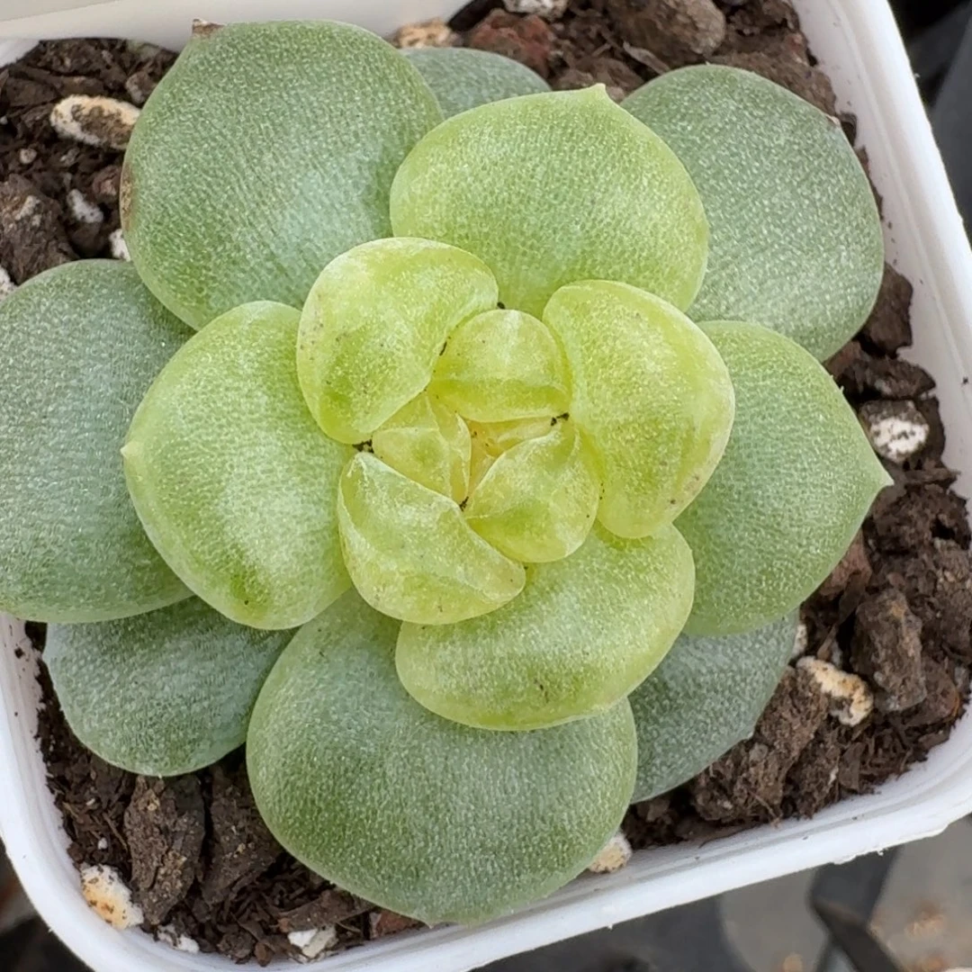 0927-086-翠微单头