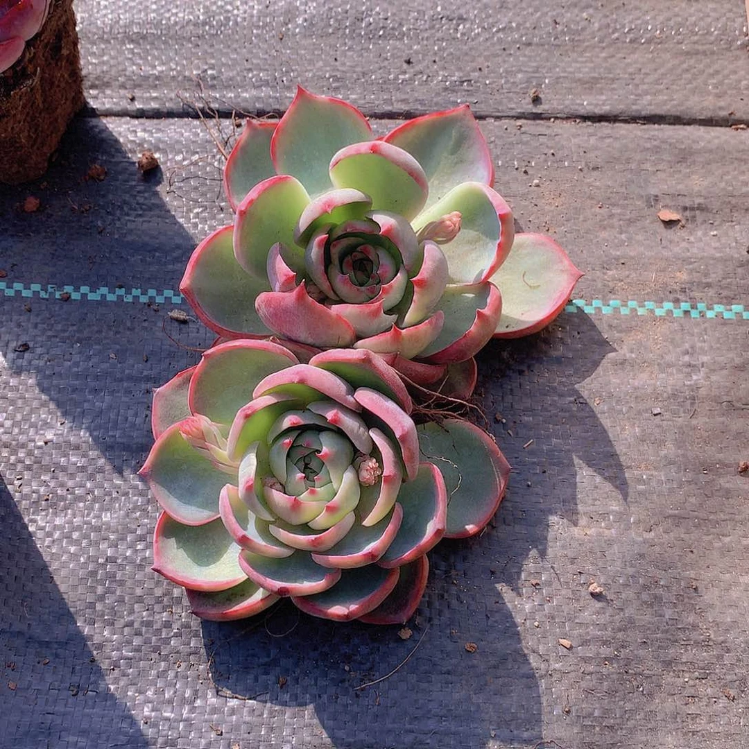 两颗大惊鸿打包24567899000000