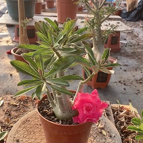 【闪购商品】无花朵沂****敏