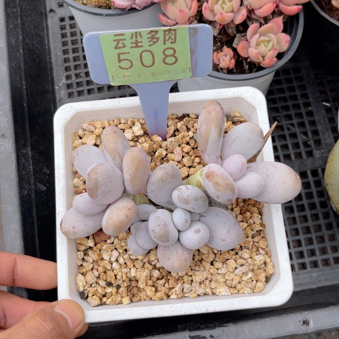 云尘多肉一物一拍508，