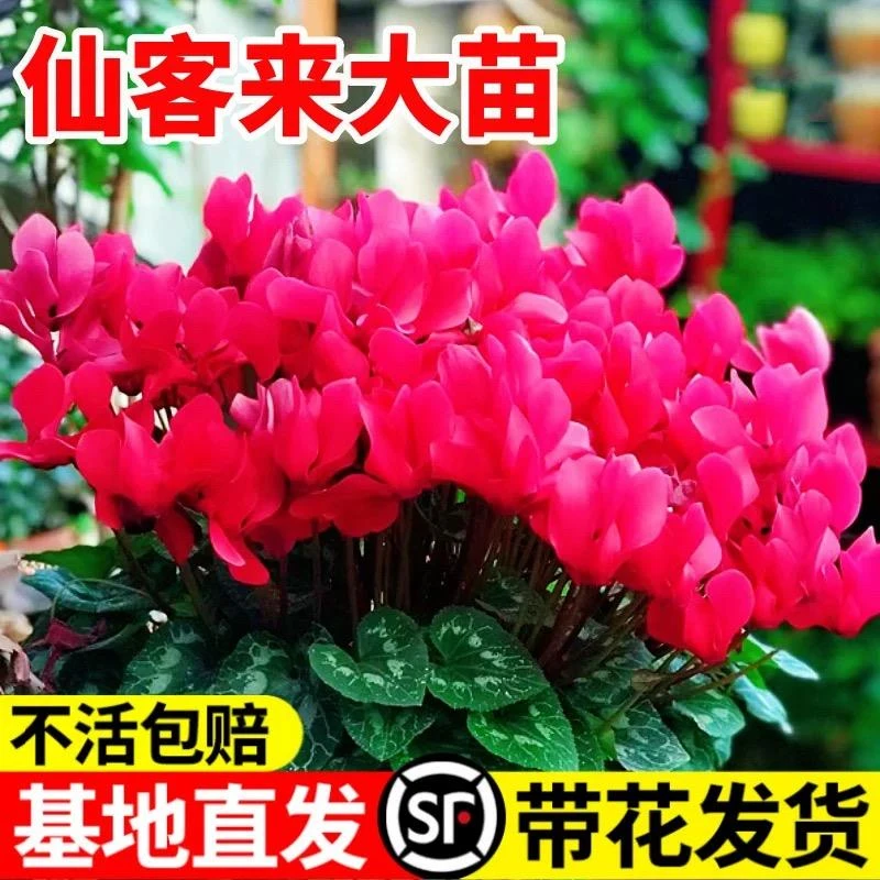 仙客来盆栽带花苞室内花卉重瓣年宵花好养大花苗观大花重瓣仙客来
