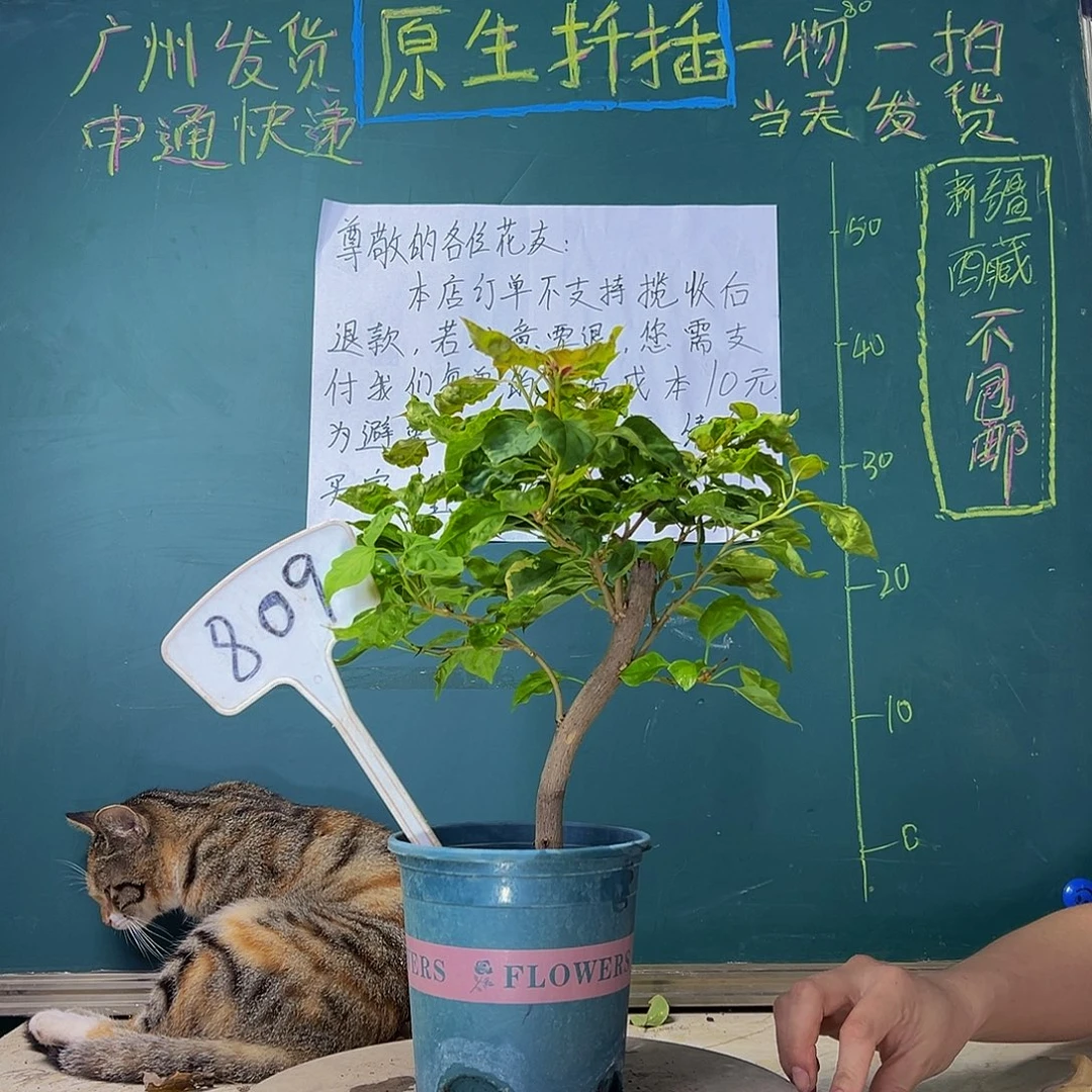 当前无花栽培后可以开花  香港丽人 粗弯  809