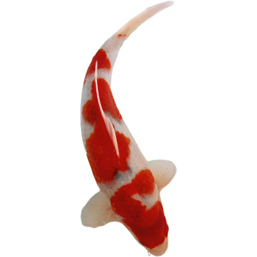 日本锦鲤红白大正昭和包邮发货养殖超萌好物