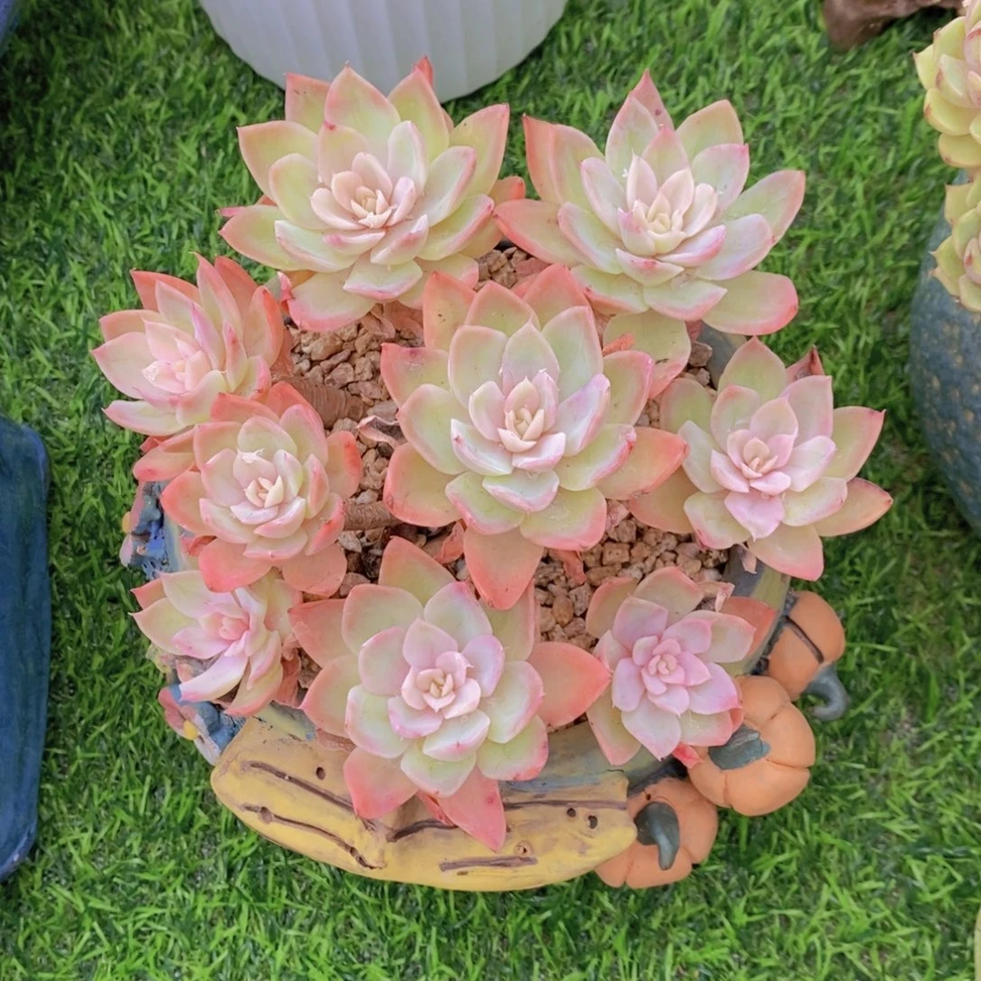 小***妈丝绸面纱 一物一拍