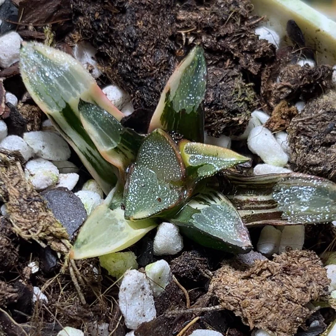 恭喜发财大吉大利0493