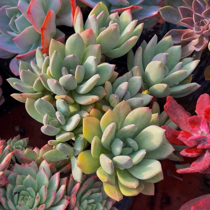 梅***梅老桩精品肉肉芒果美人