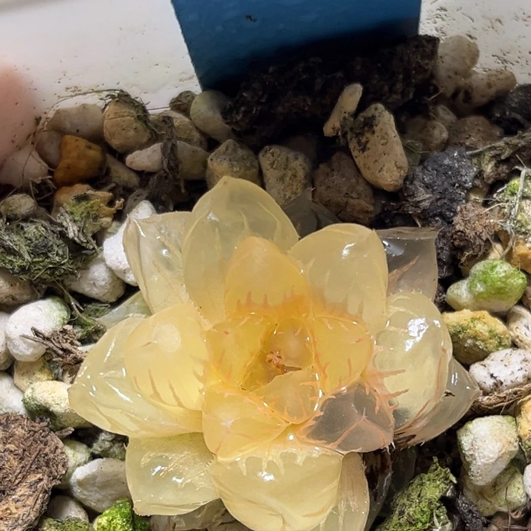 恭喜发财大吉大利0117水中月