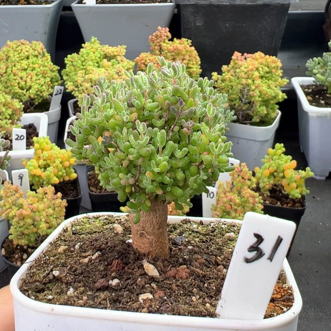 跳跳糖31号8厘米盆