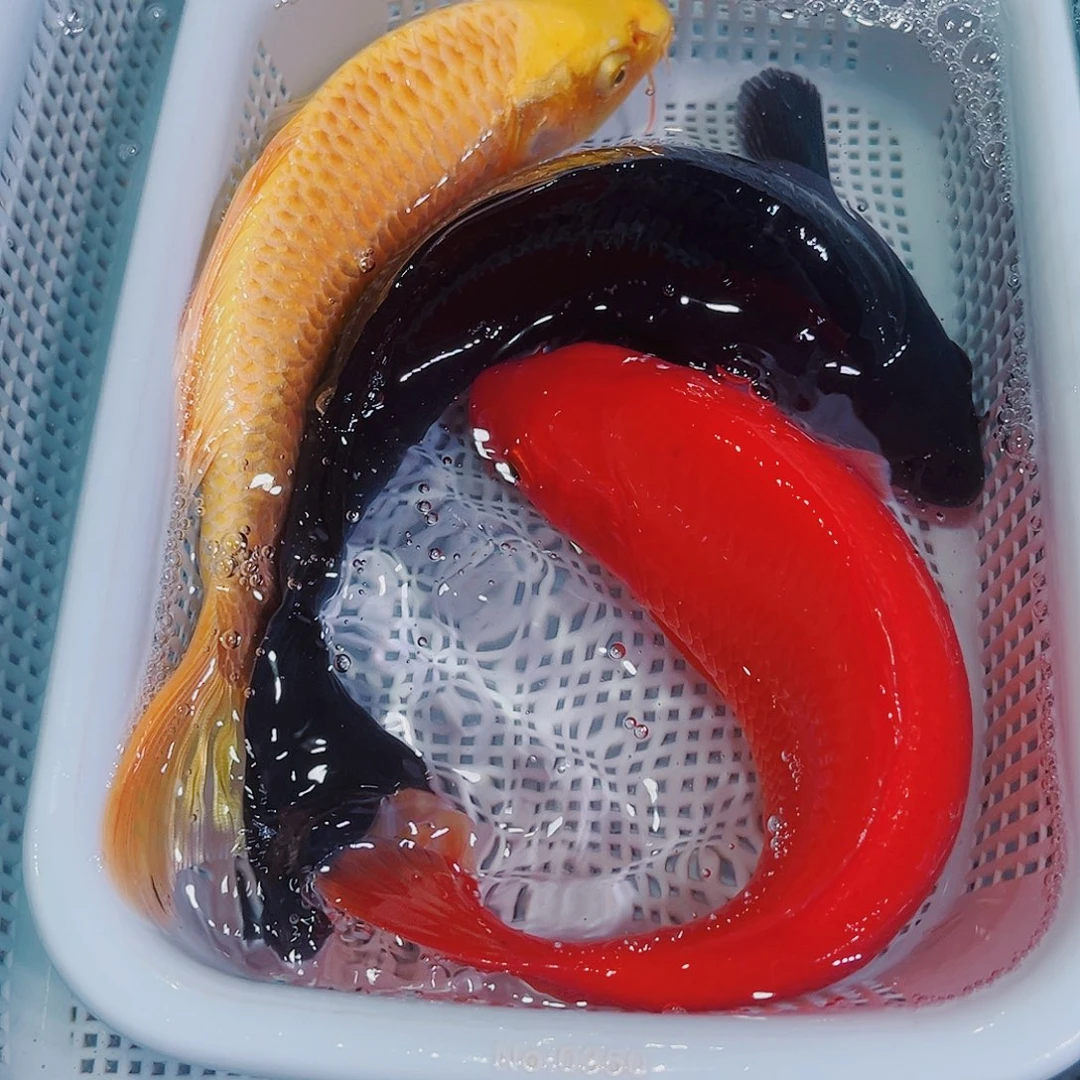 锦鲤锦鲤冷水观赏鱼