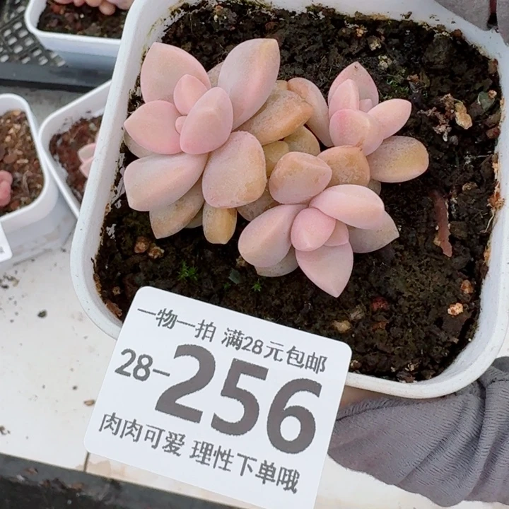 美杏锦无盆土发货