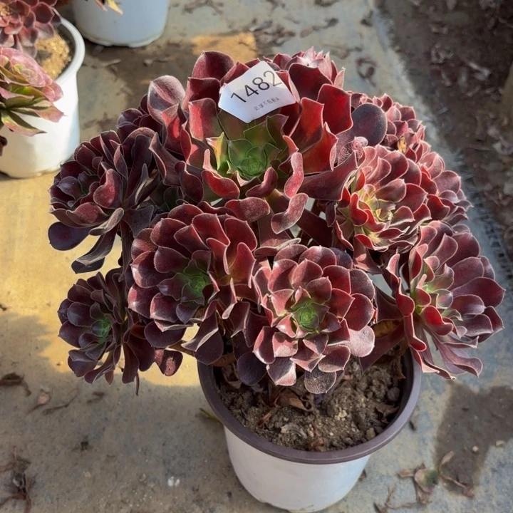 欧紫多肉处理不包断头1482