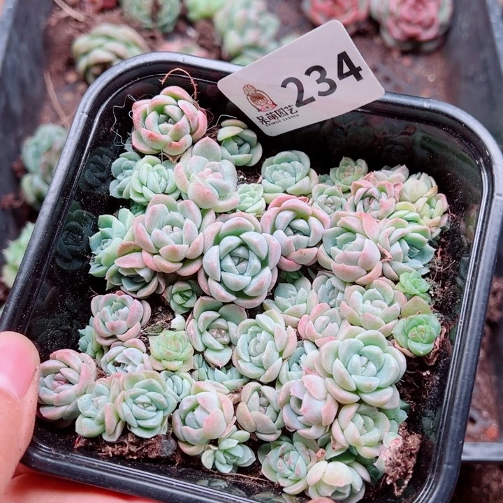 多肉植物多肉植物