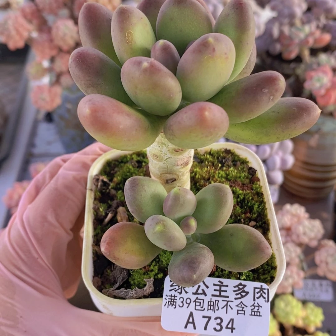 芒果奶734多肉植物