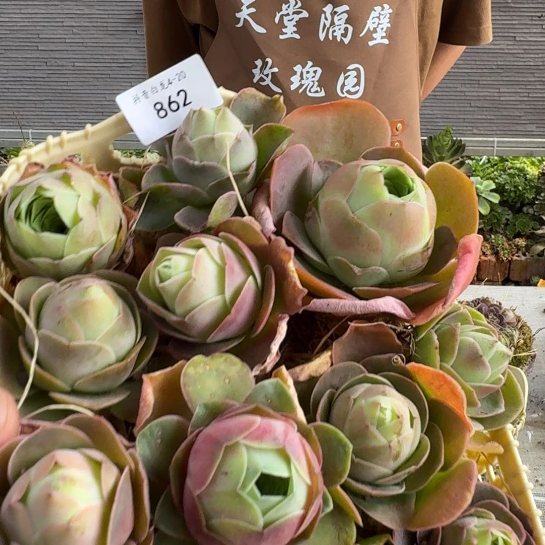 唯*白龙862 花篮组合