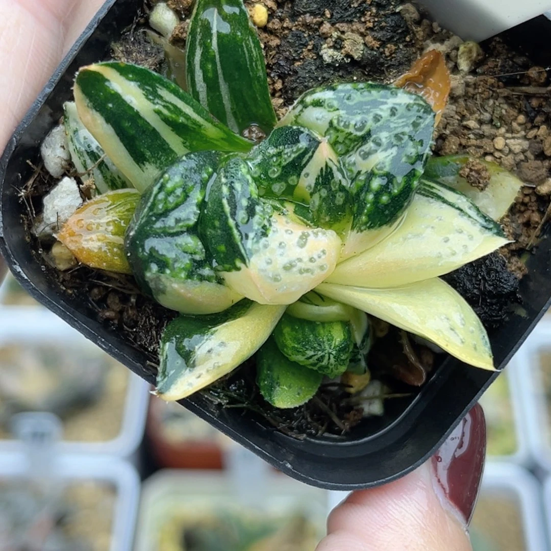 49丸叶紫禁城锦带仔福利专场