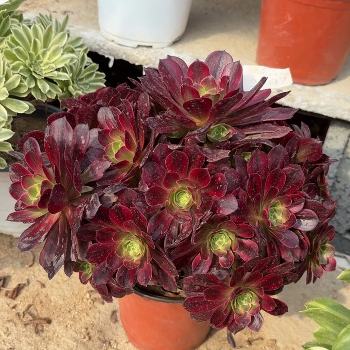 安娜锦多肉法师2107