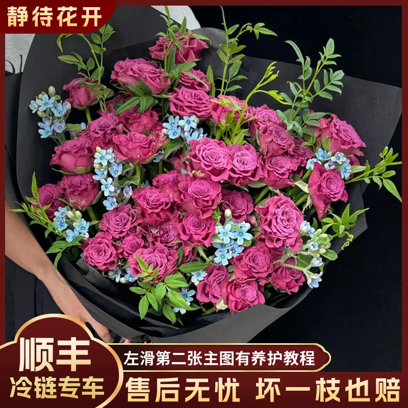 【静待花开】蓝莓-稀有多头玫瑰 云南鲜花斗南花卉顺丰包邮冷链品质