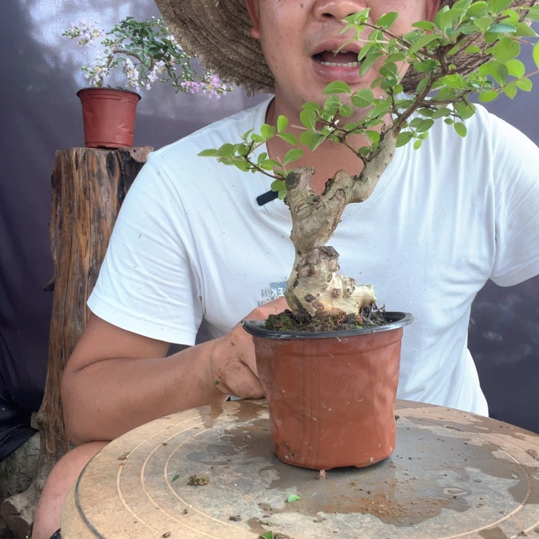 无花朵紫薇盆景一物一拍