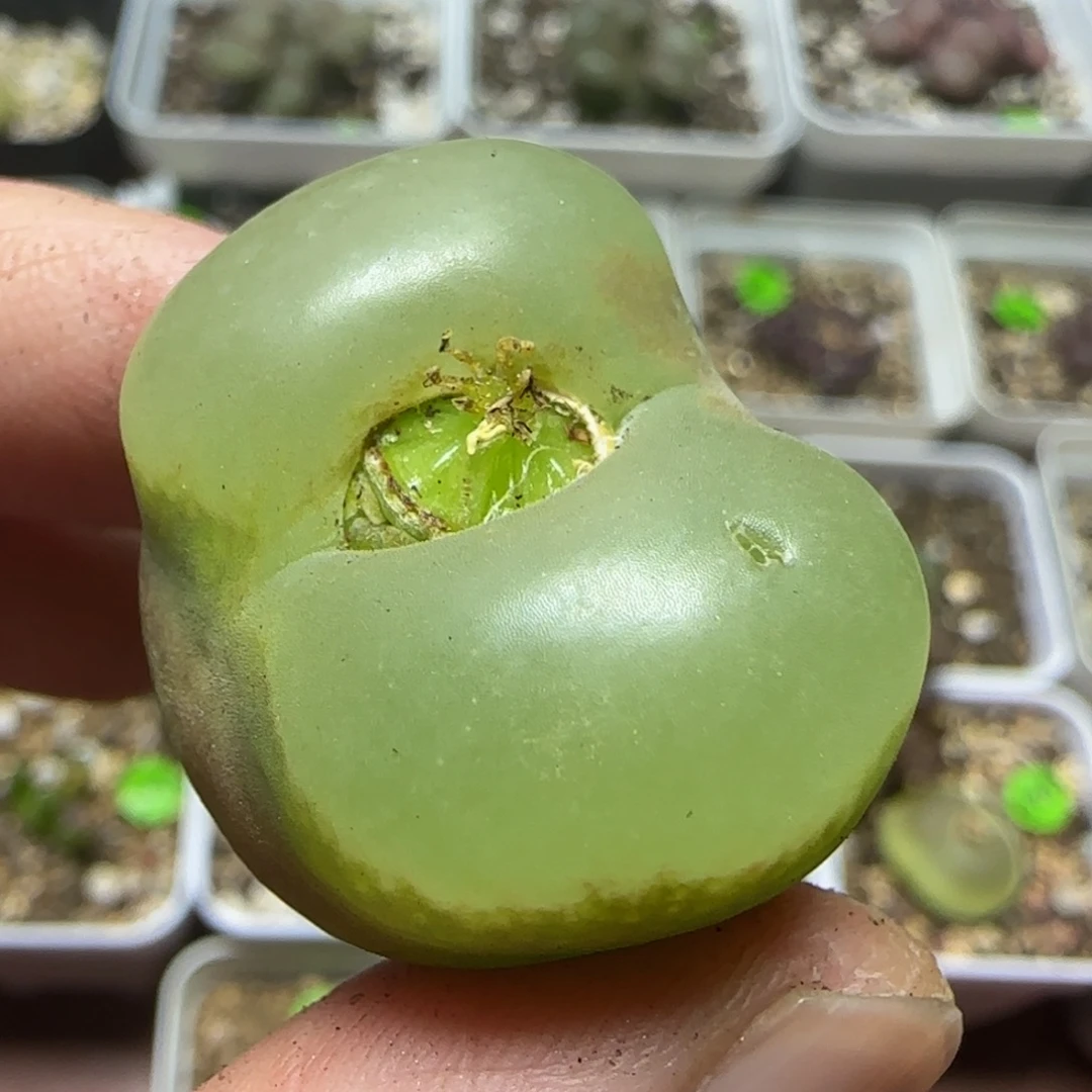 2.8点多肉植物348